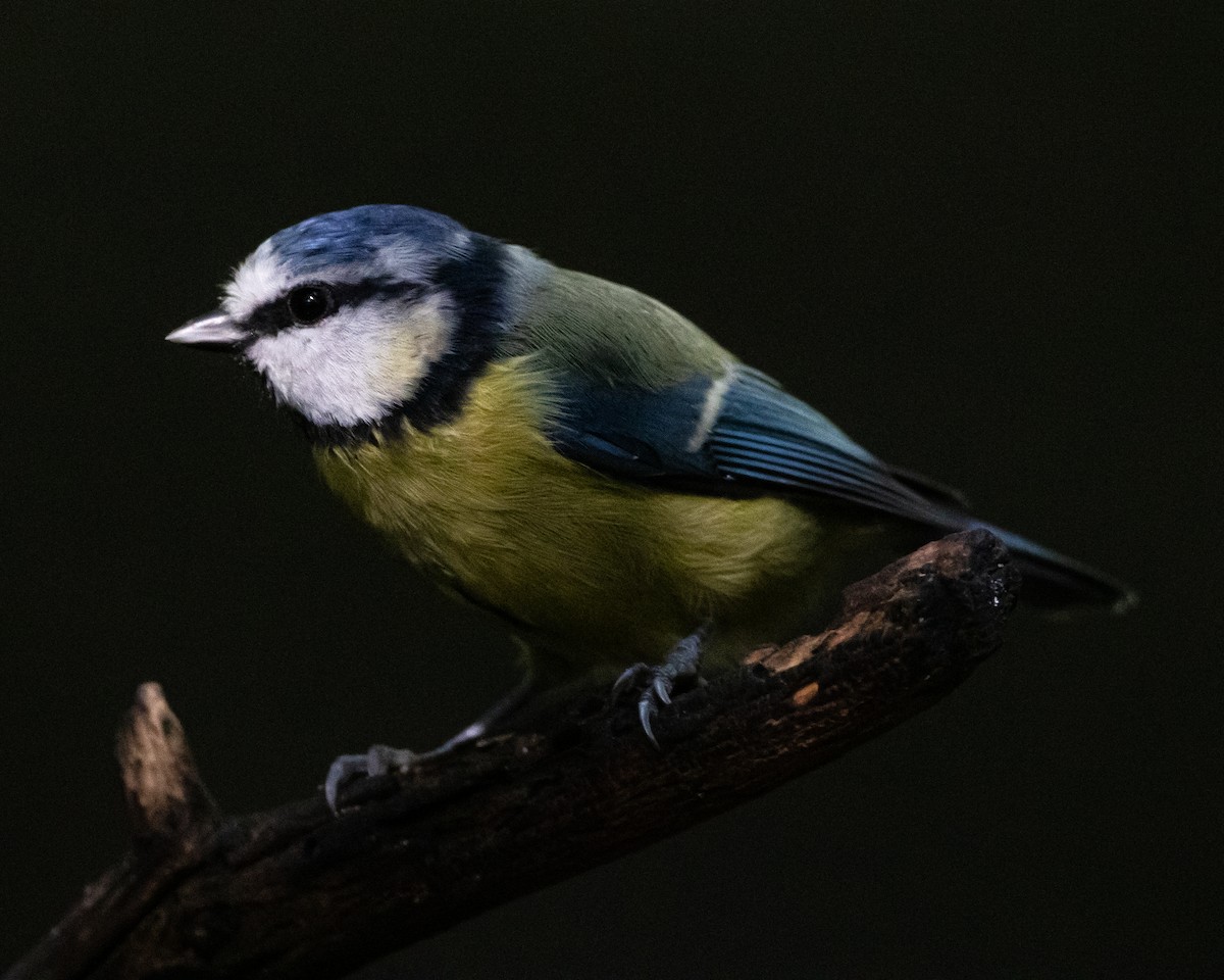 Eurasian Blue Tit - ML622625990