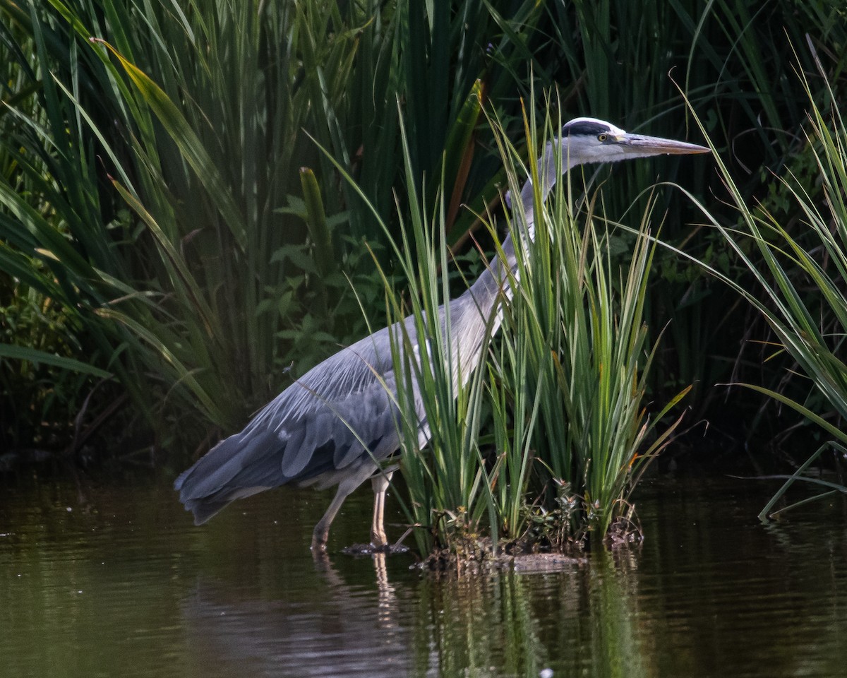 Gray Heron - ML622626024