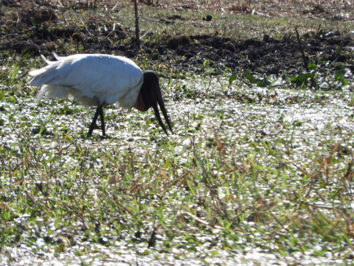 Jabiru - ML622626057