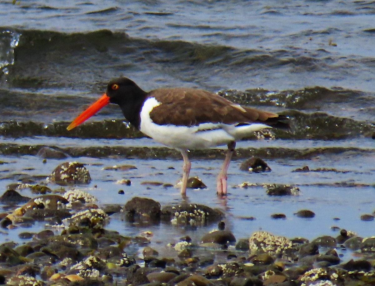 American Oystercatcher - ML622626062