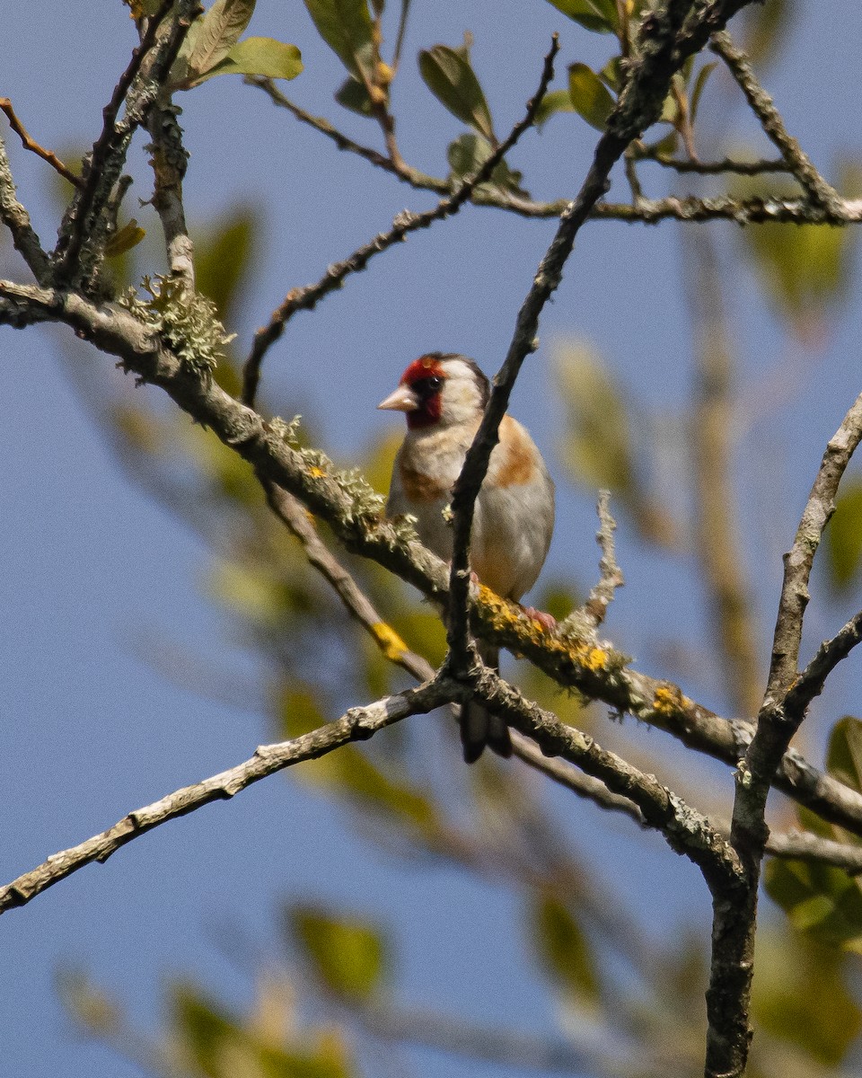 European Goldfinch - Simon WIlcock