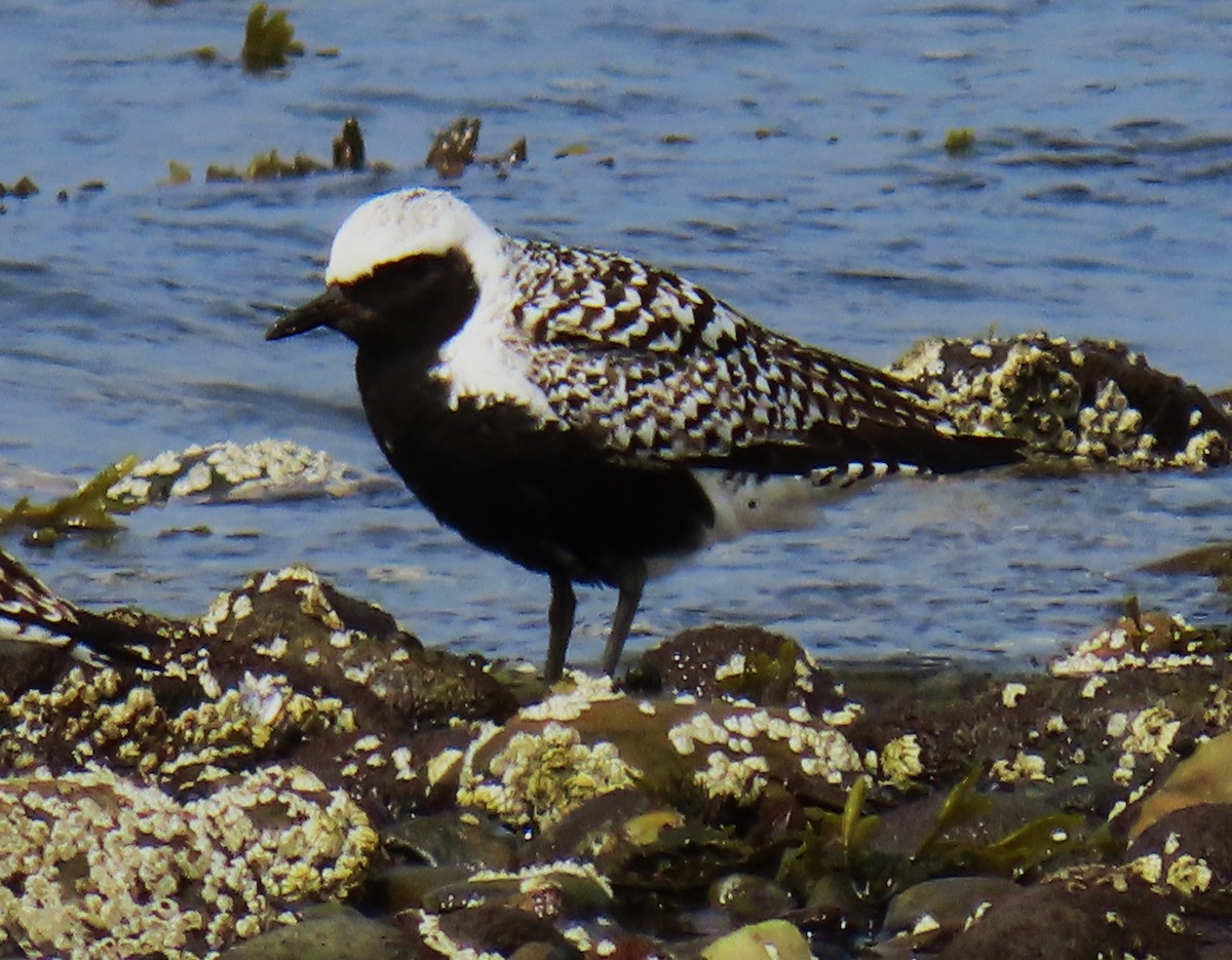 Black-bellied Plover - ML622626071