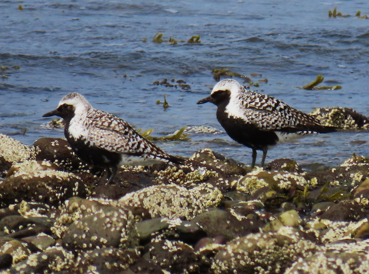 Black-bellied Plover - ML622626075