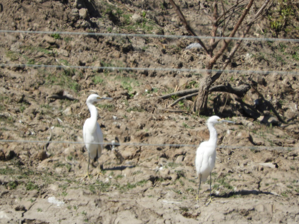 Snowy Egret - ML622626077