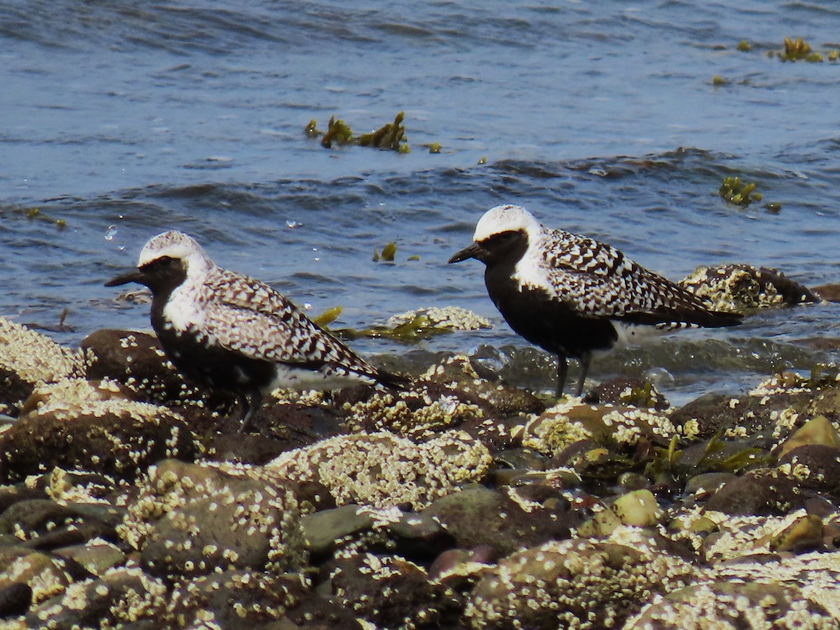 Black-bellied Plover - ML622626079