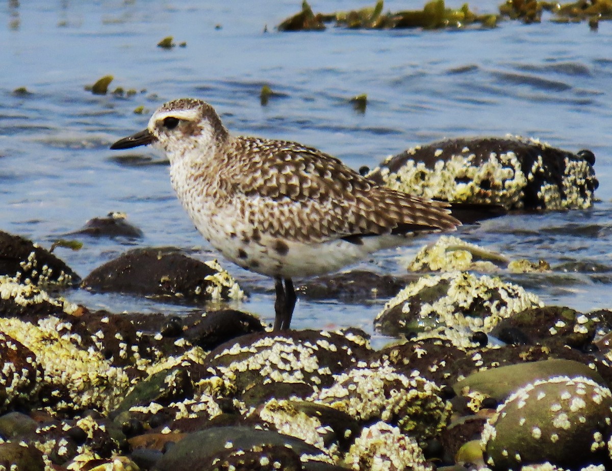 Black-bellied Plover - ML622626089