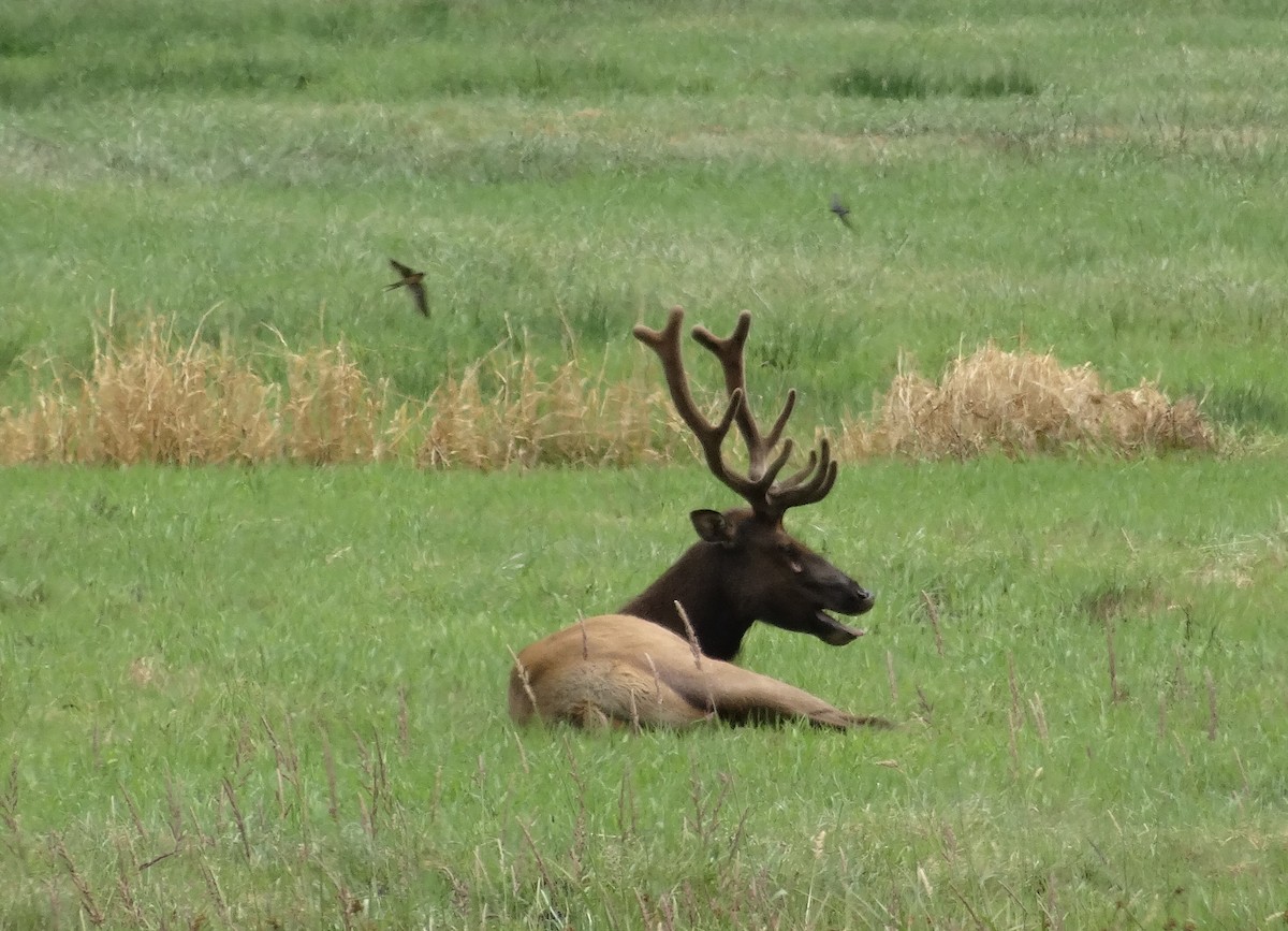 Асрын хараацай - ML622626115