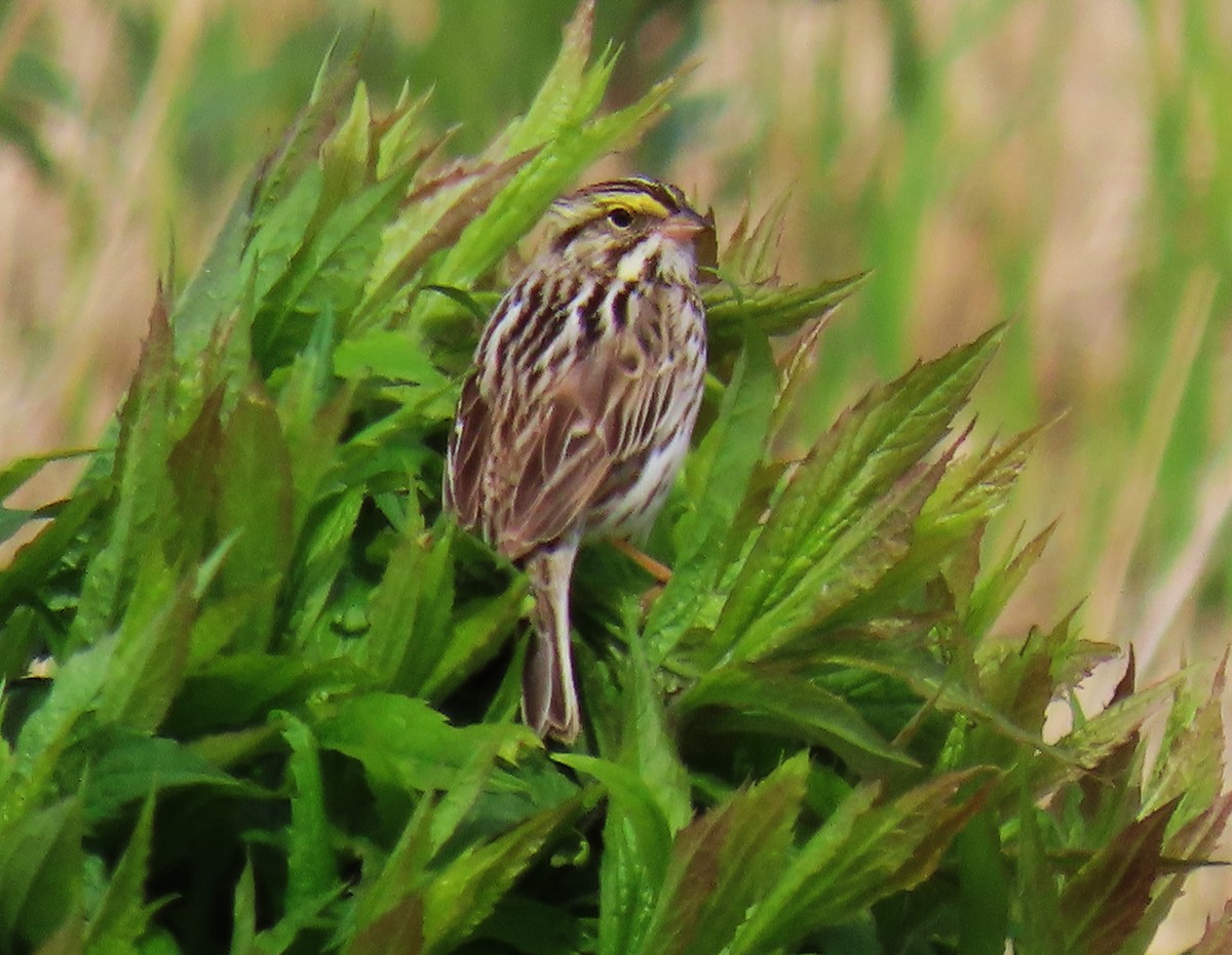 Savannah Sparrow - ML622626120