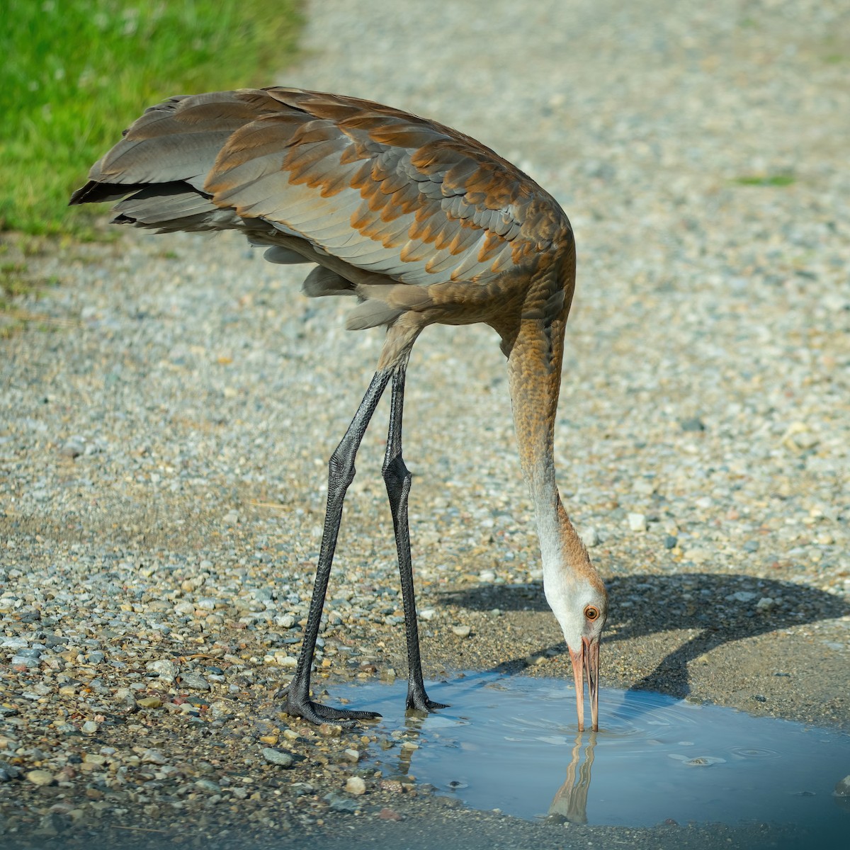 カナダヅル - ML622626262