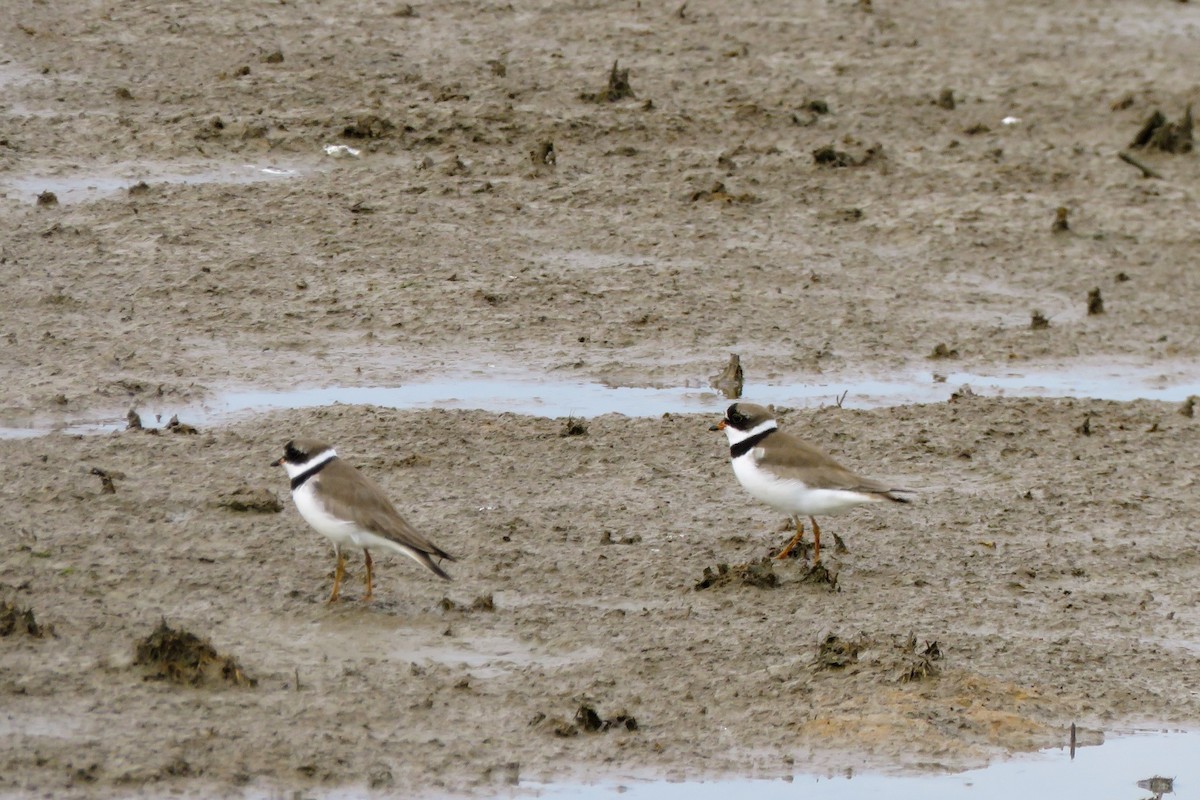 Semipalmated Plover - Ken Graves