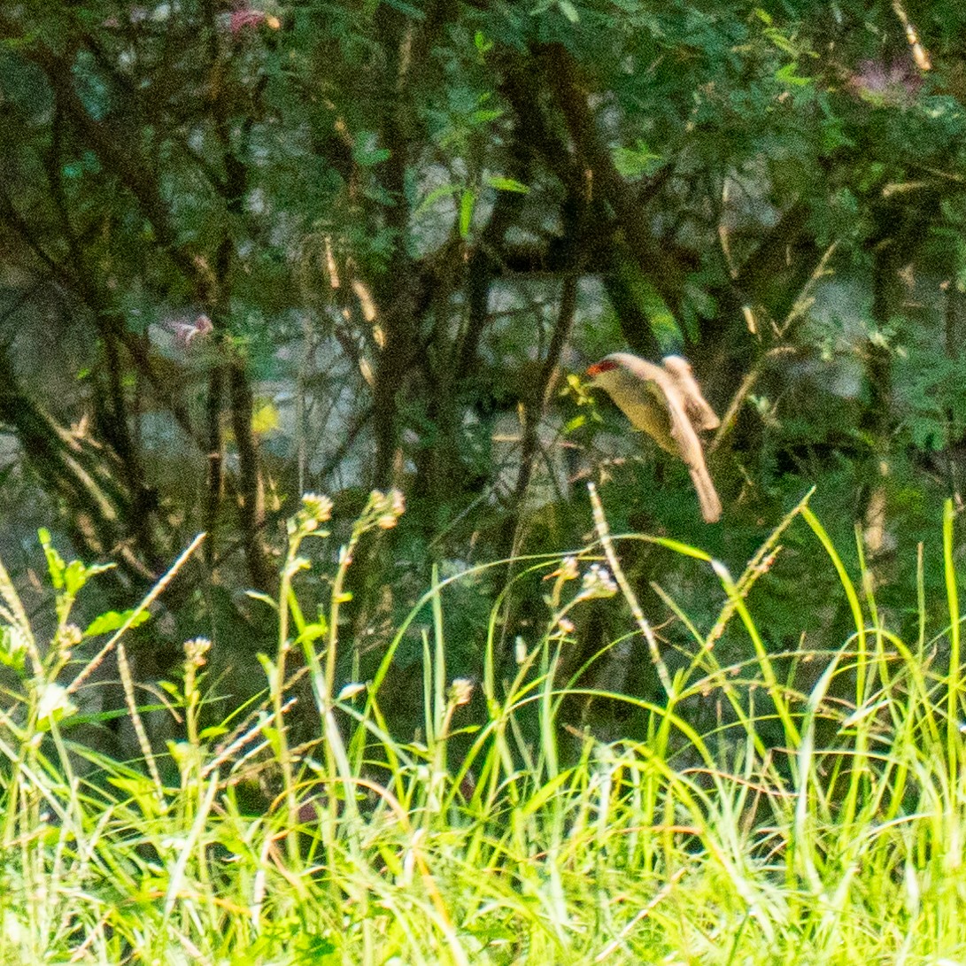 Common Waxbill - Filipe Prates