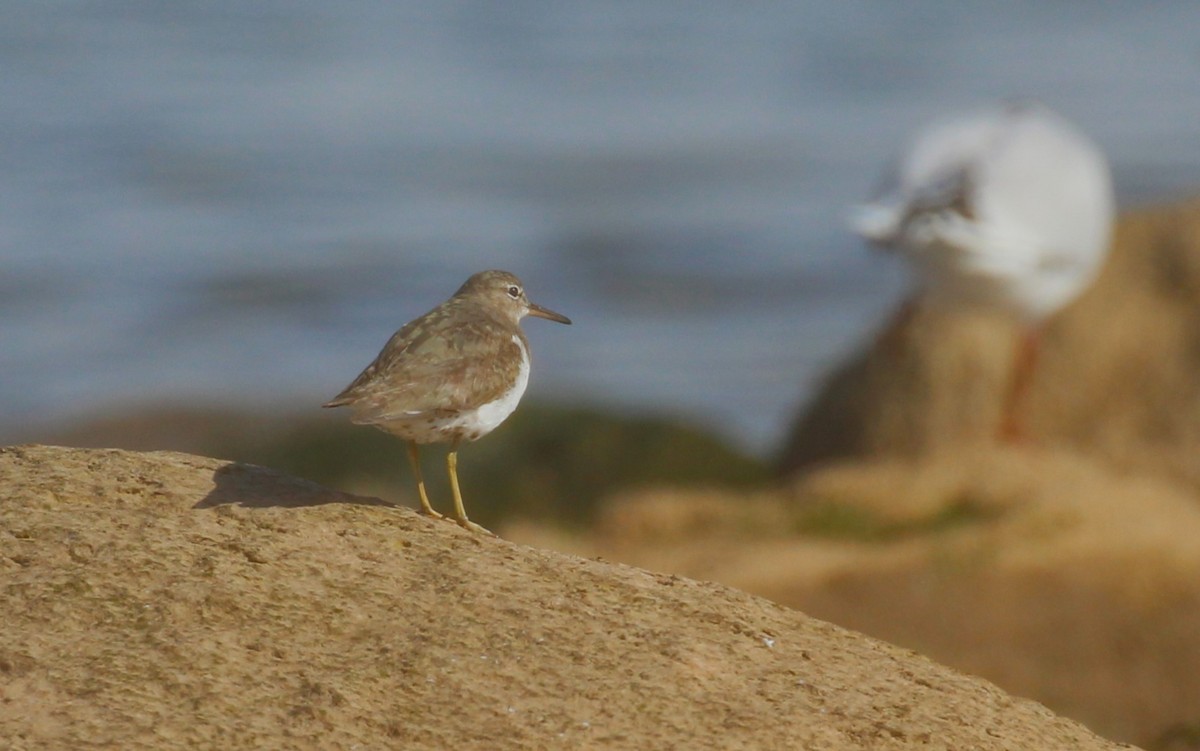 Spotted Sandpiper - ML622626393