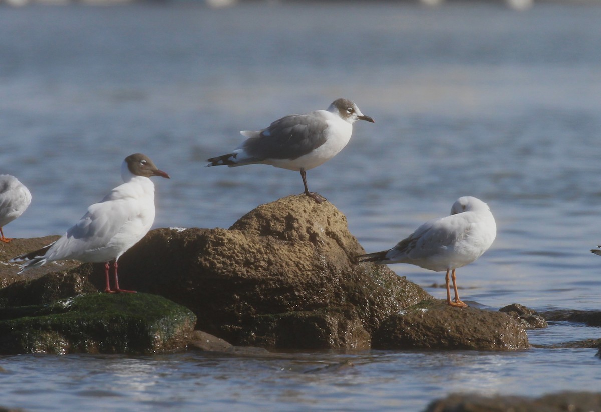 Franklin's Gull - ML622626407