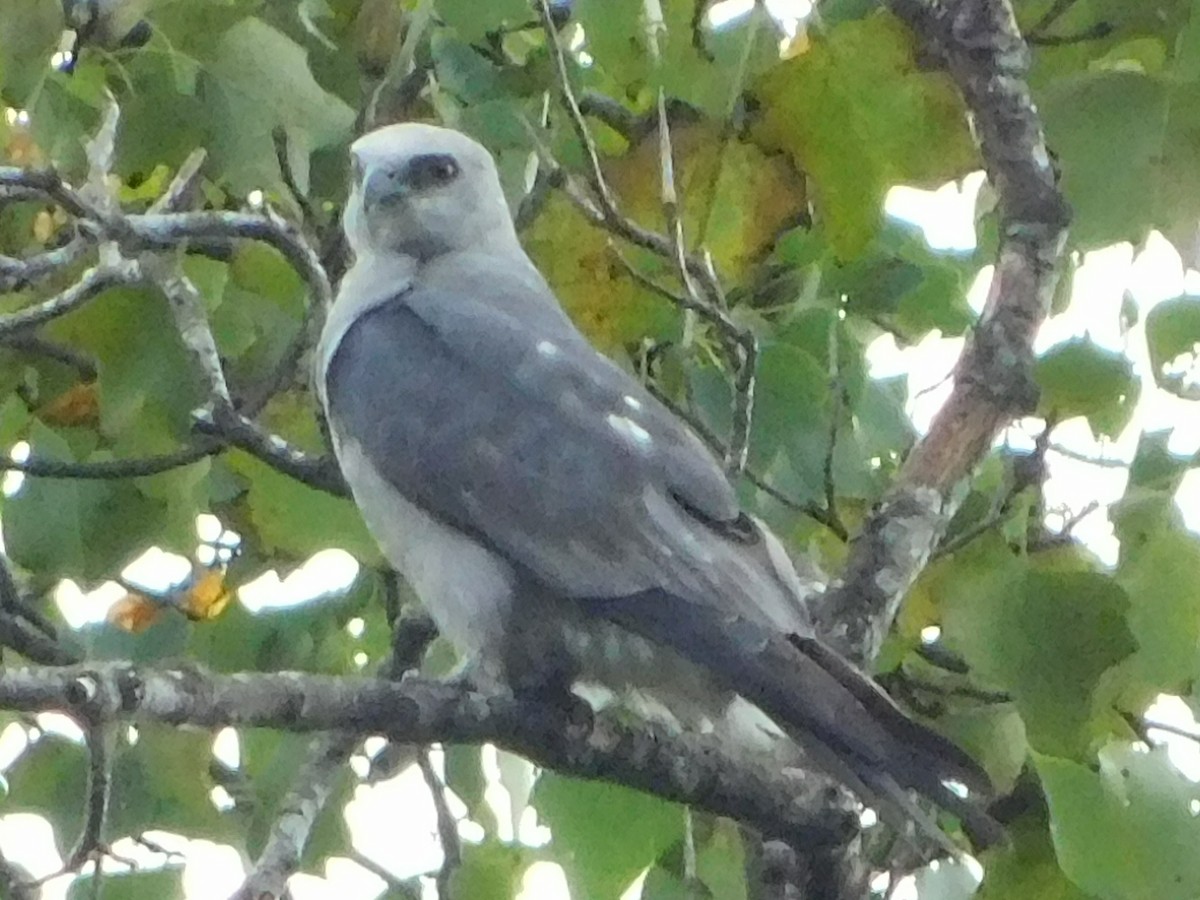 Mississippi Kite - ML622626409