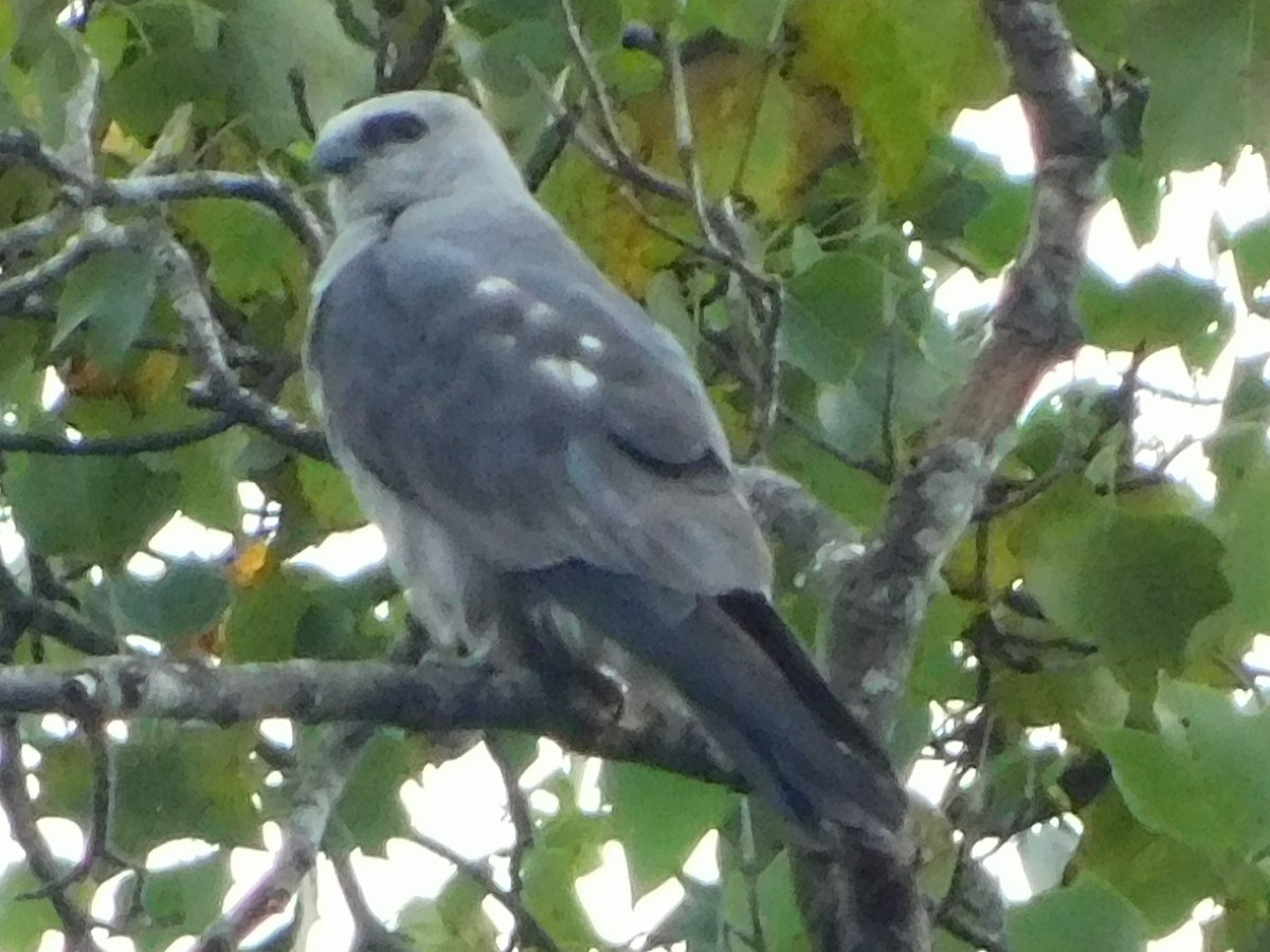 Mississippi Kite - ML622626410