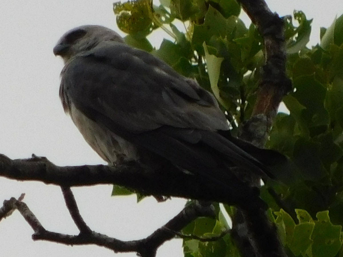 Mississippi Kite - ML622626411