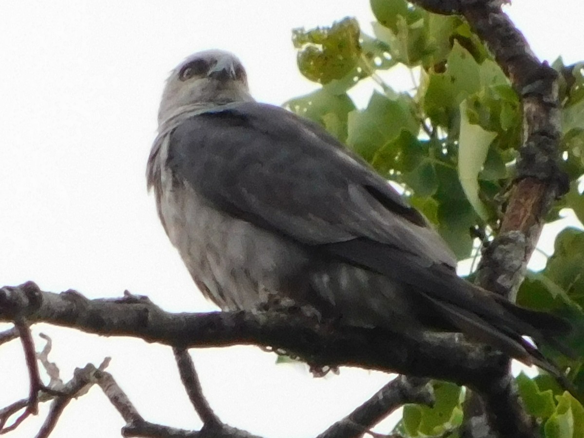 Mississippi Kite - ML622626413