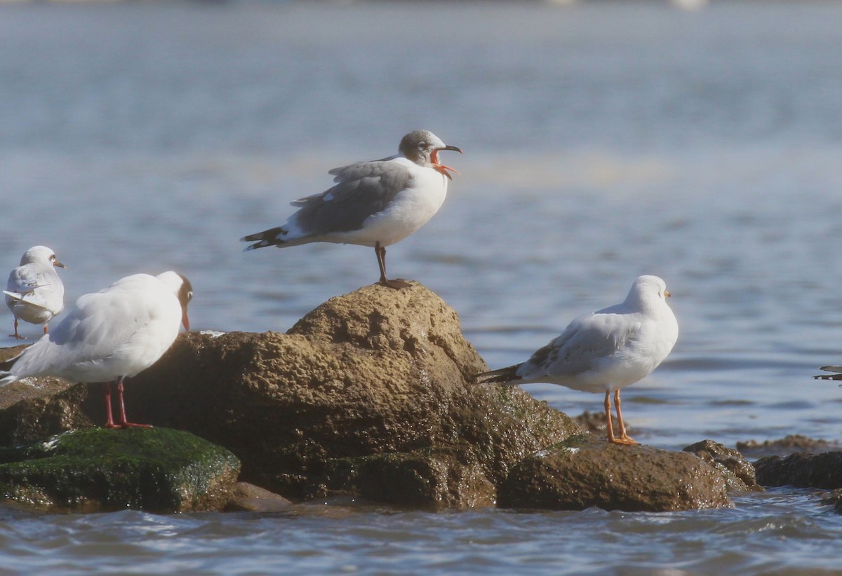 Franklin's Gull - ML622626415