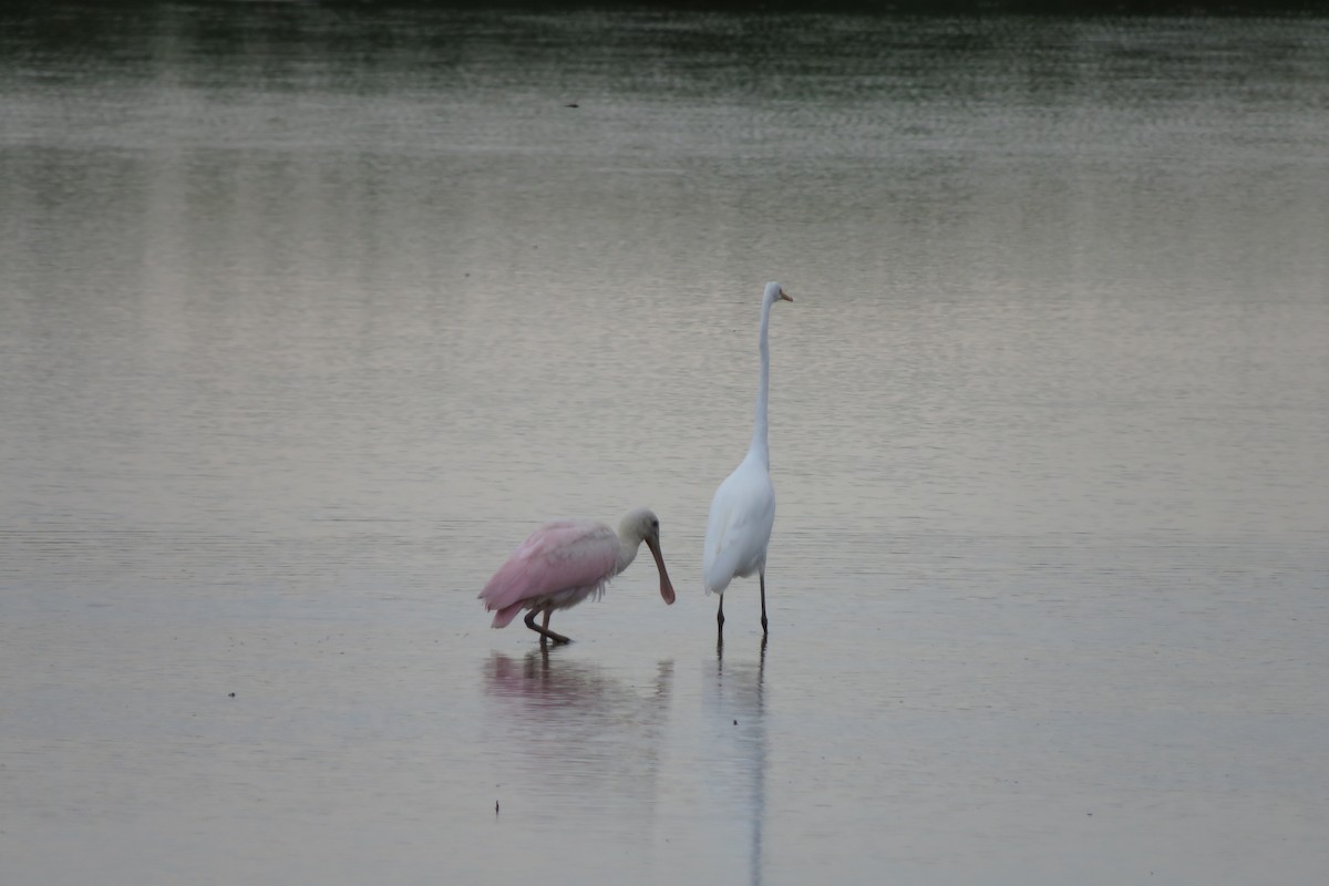 Roseate Spoonbill - ML622626419