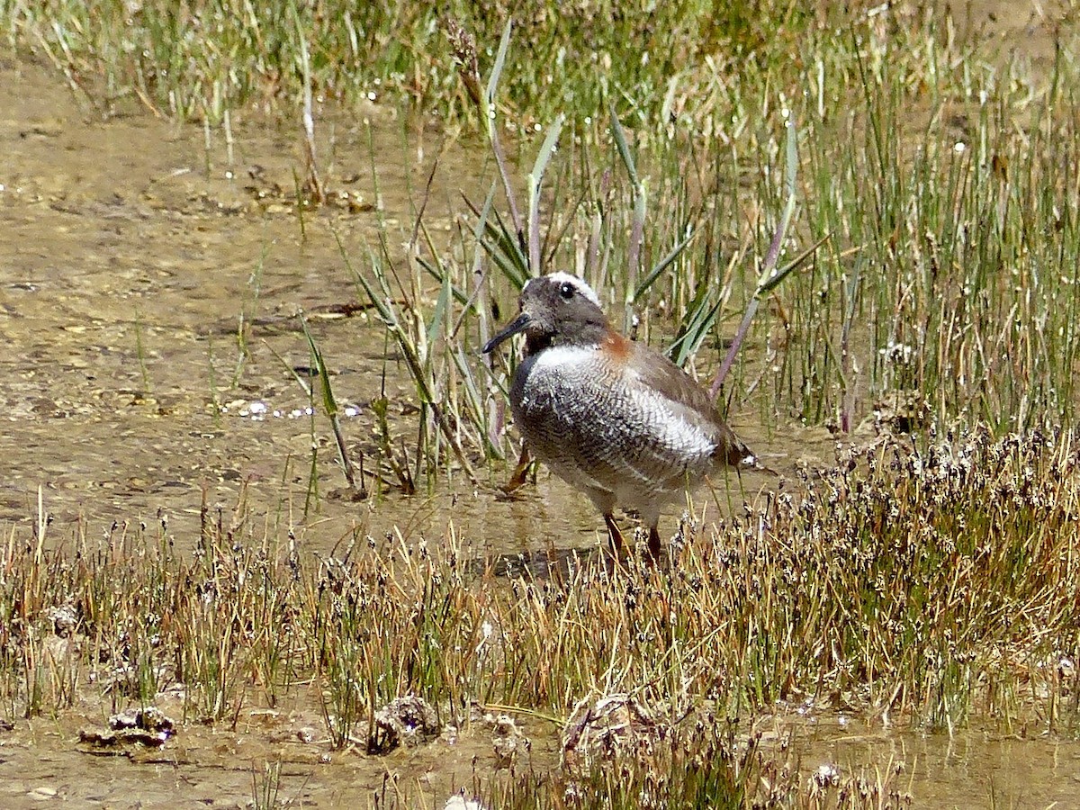 Diademed Sandpiper-Plover - ML622626511