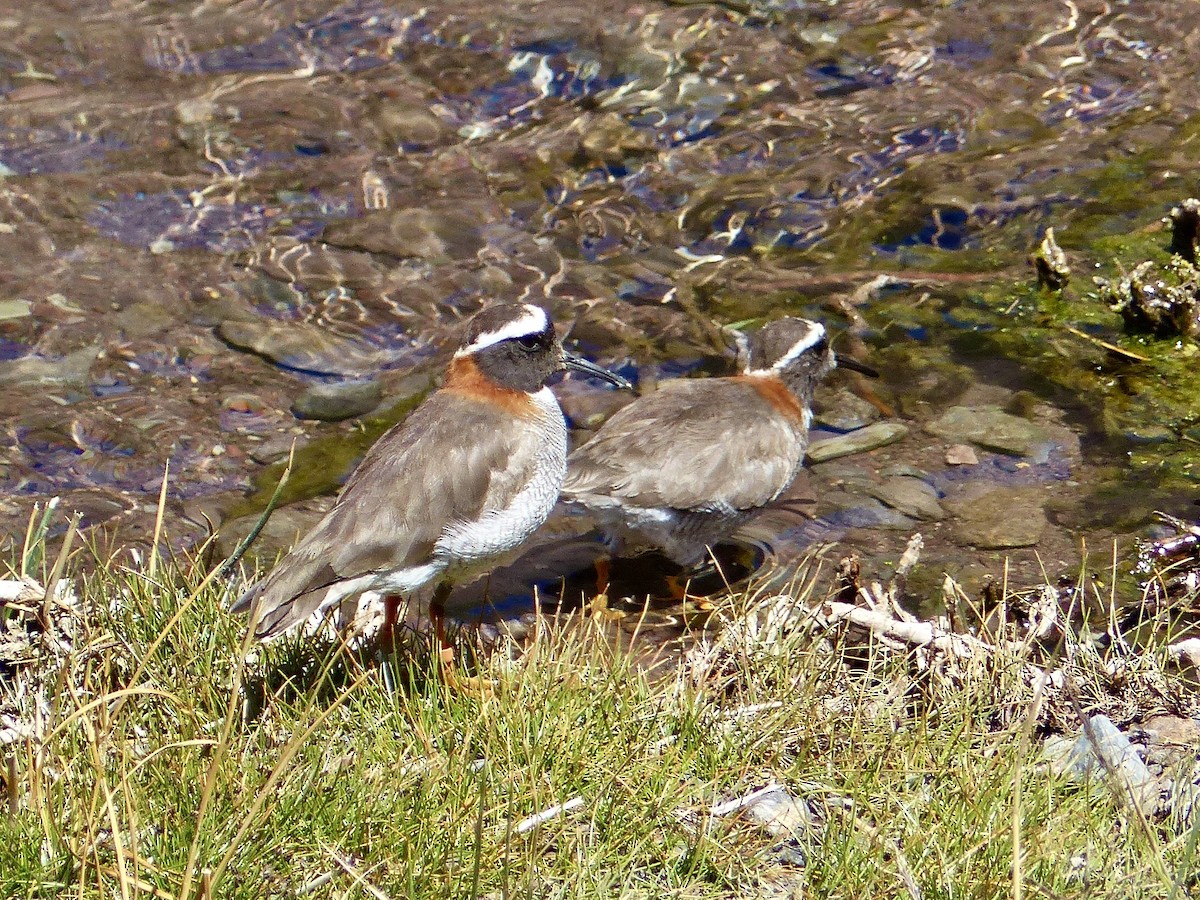 Diademed Sandpiper-Plover - ML622626513