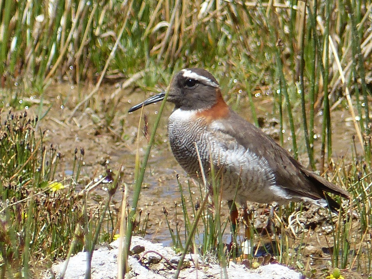 Diademed Sandpiper-Plover - ML622626515