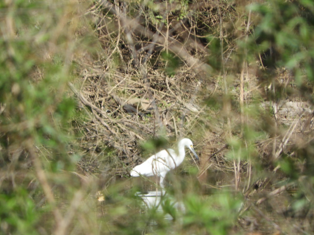 Snowy Egret - ML622626585