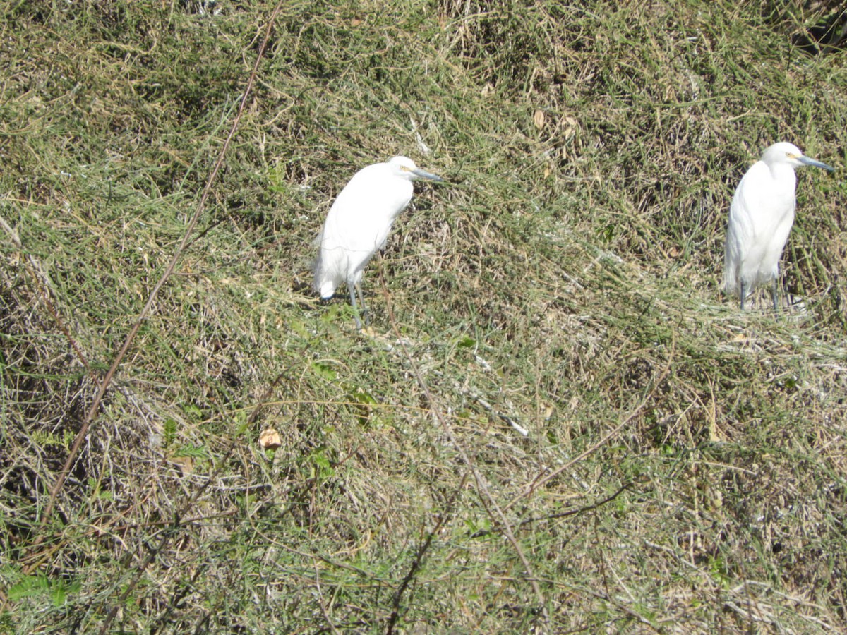 Snowy Egret - ML622626586