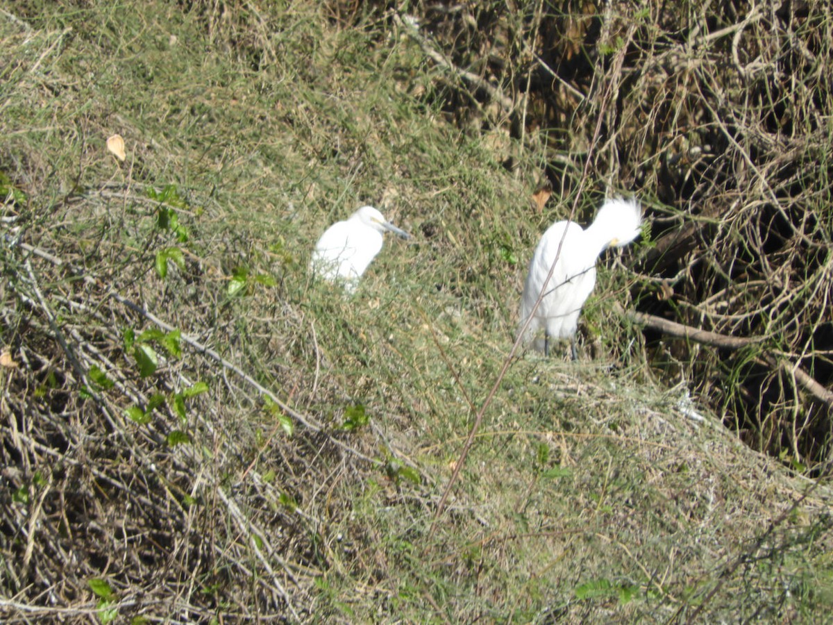 Snowy Egret - ML622626587