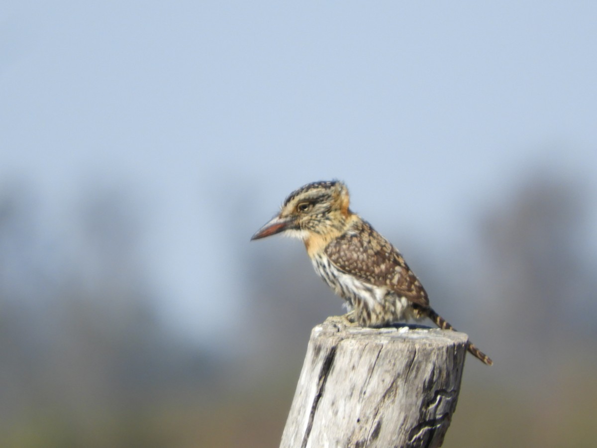 Spot-backed Puffbird - ML622626597