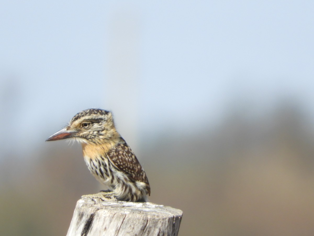 Spot-backed Puffbird - ML622626599