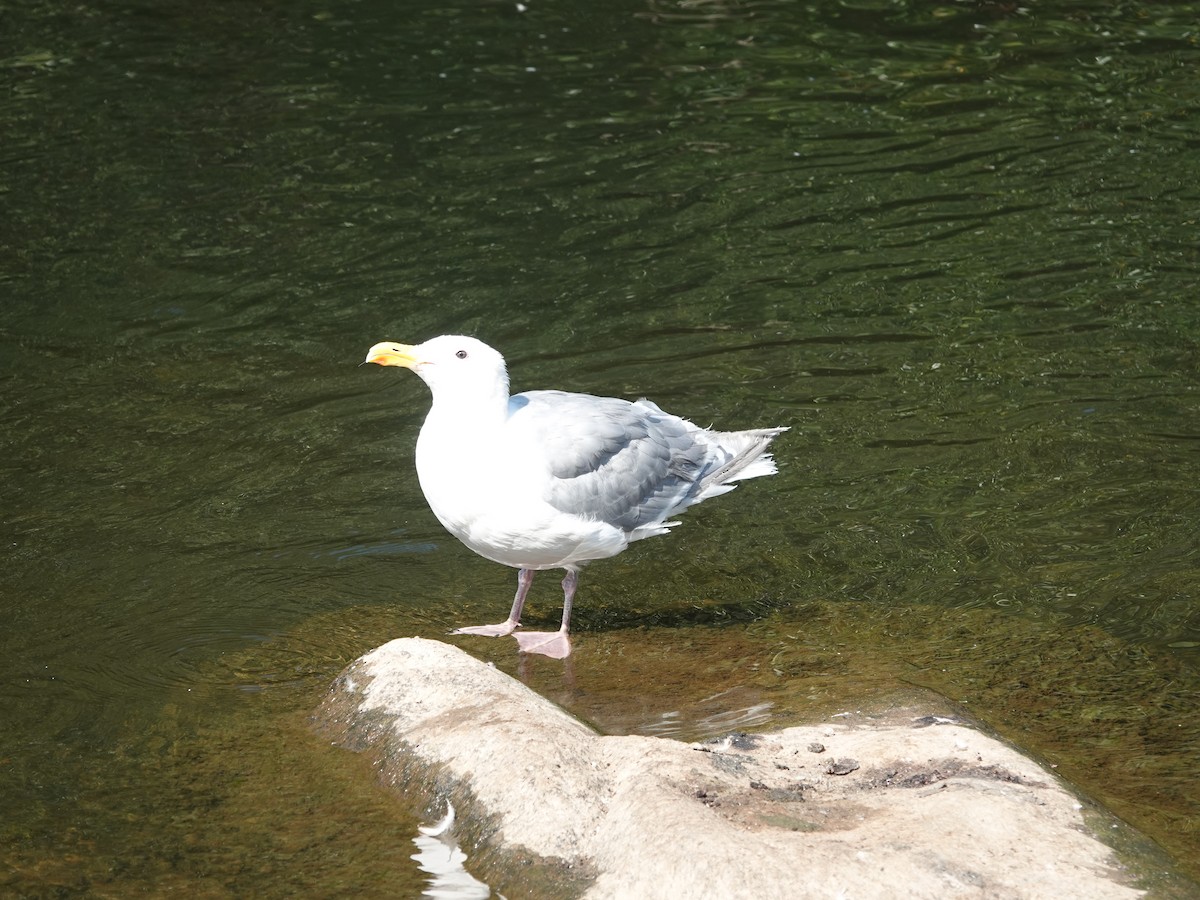 Glaucous-winged Gull - Aldrin Leung