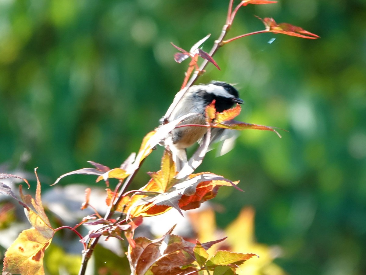 Black-capped Chickadee - ML622626619