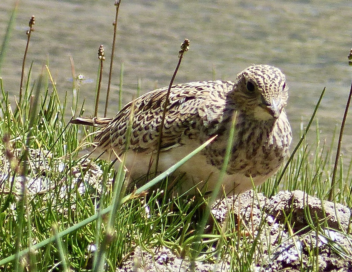 Gray-breasted Seedsnipe - ML622626628