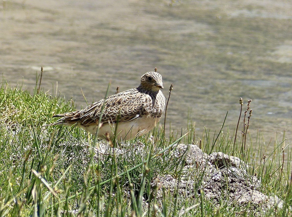 Gray-breasted Seedsnipe - ML622626630