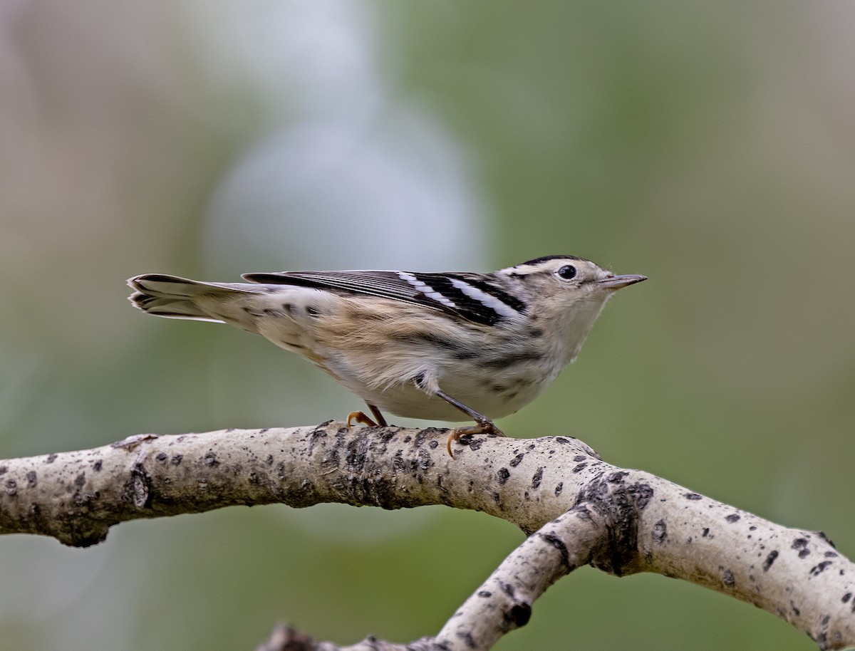 Black-and-white Warbler - ML622626695