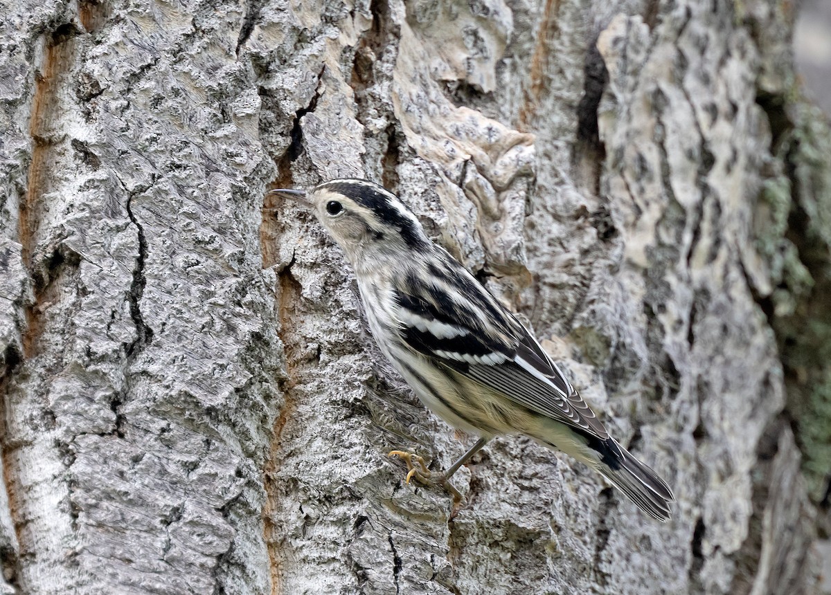 Black-and-white Warbler - ML622626696