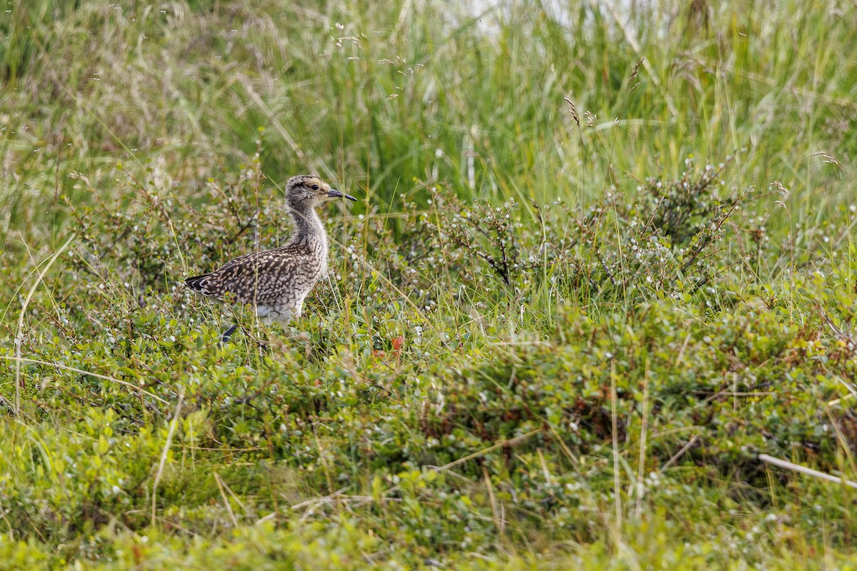 Regenbrachvogel - ML622626712