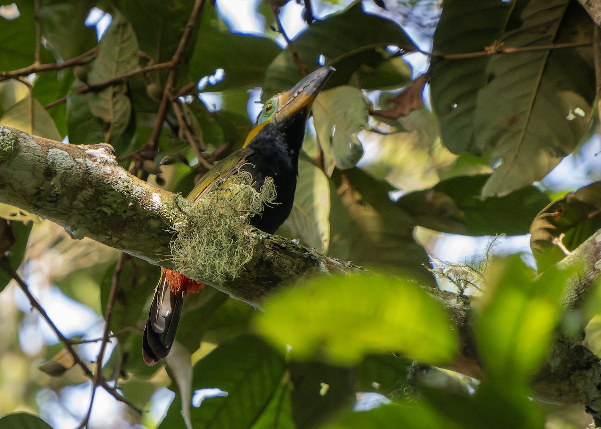 Golden-collared Toucanet - ML622626746