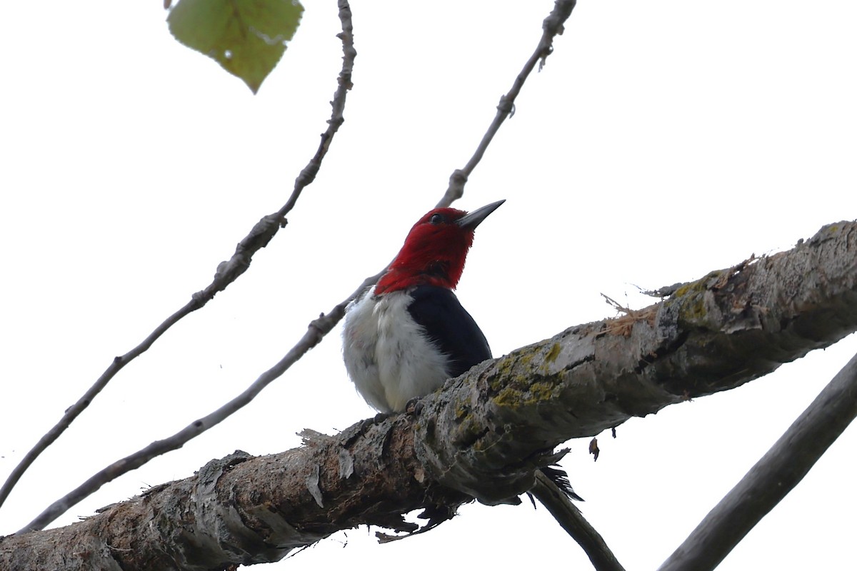 Red-headed Woodpecker - ML622626819