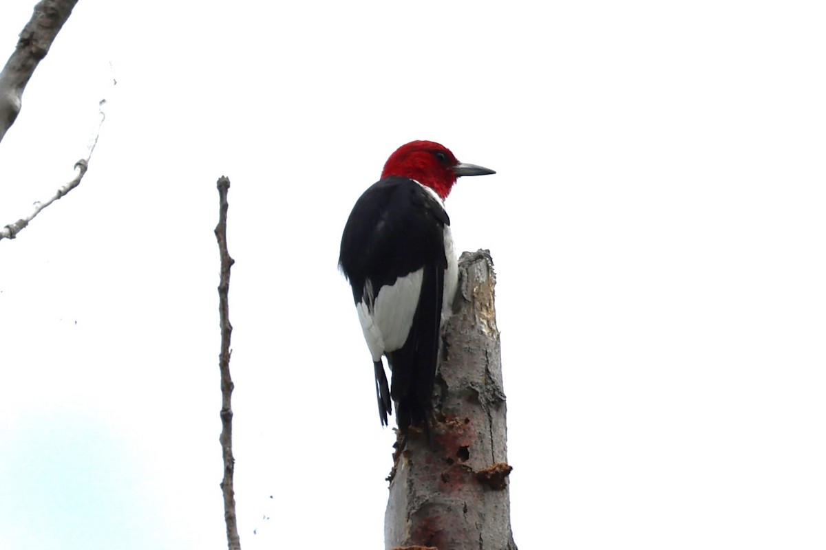 Red-headed Woodpecker - ML622626820