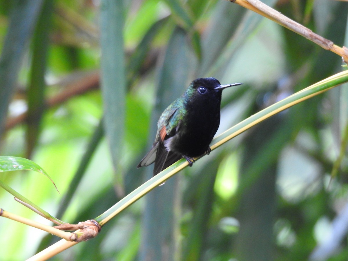 Black-bellied Hummingbird - ML622626842