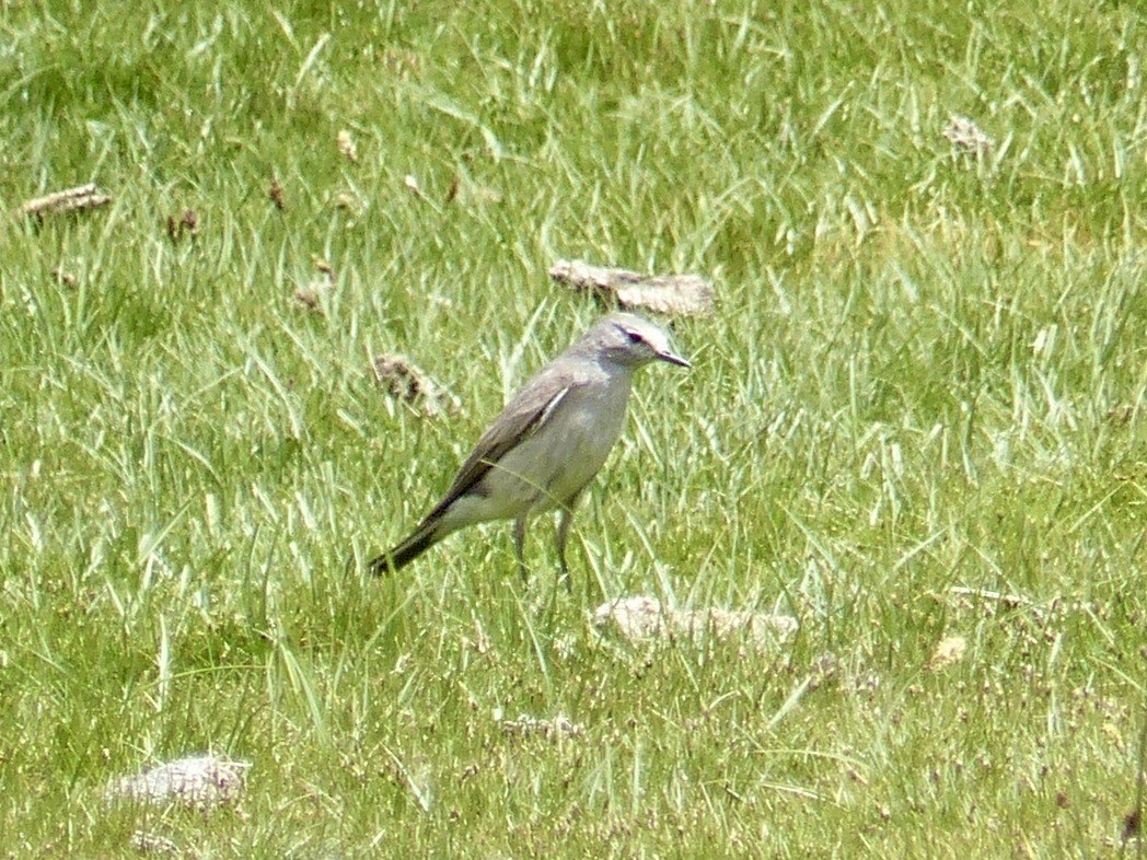 White-browed Ground-Tyrant - ML622626848