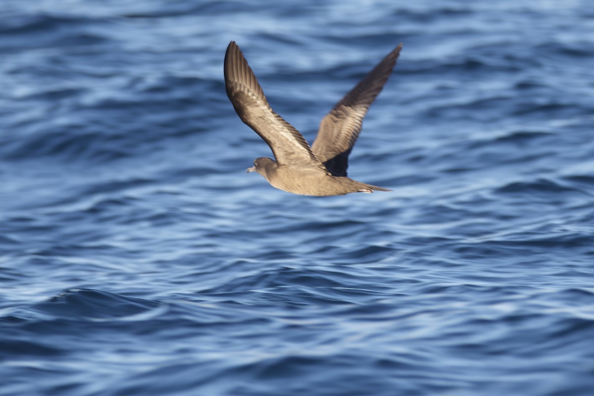 Wedge-tailed Shearwater - Patrick Reed