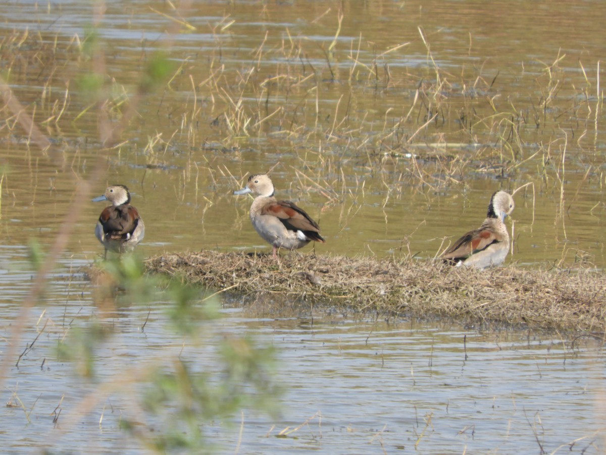 Ringed Teal - ML622626922