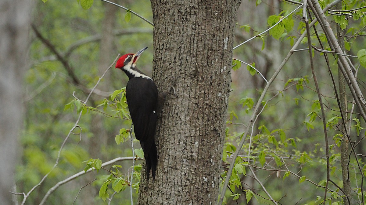 Pileated Woodpecker - Ken MacDonald