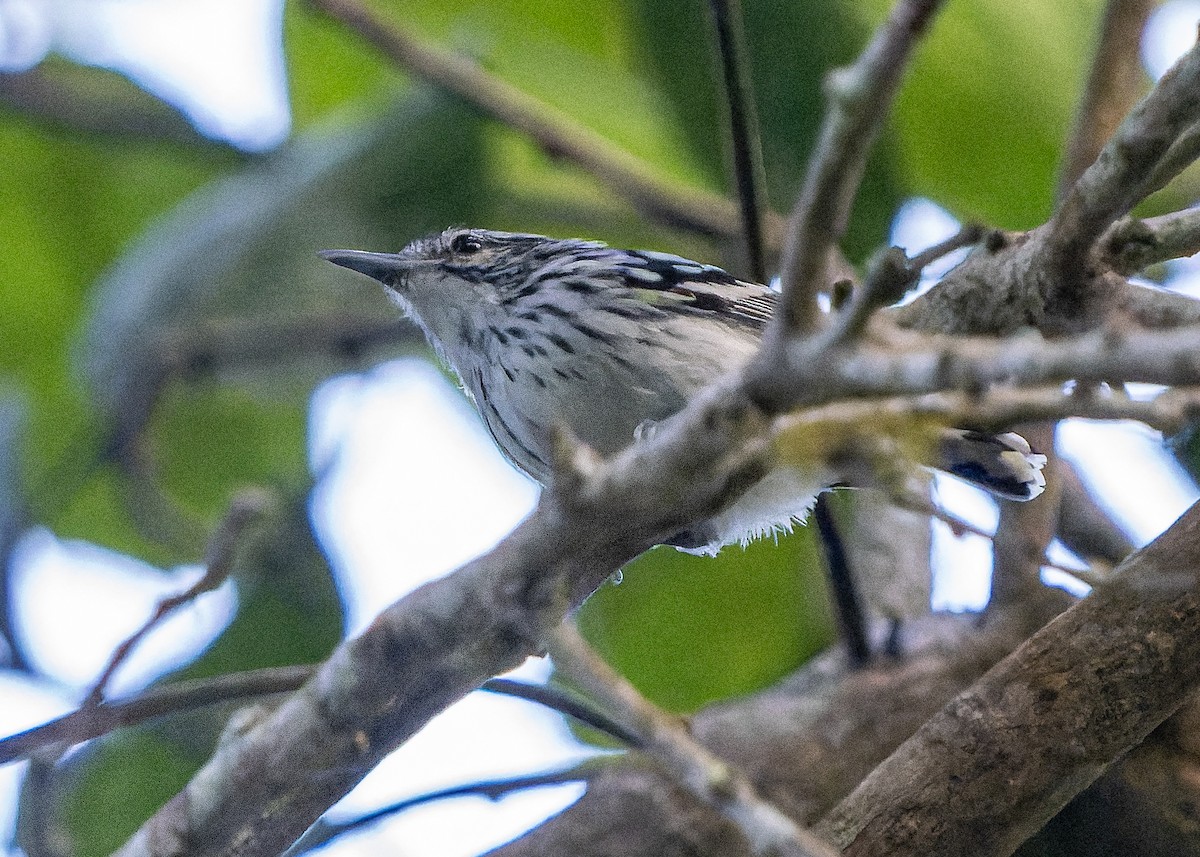 Stripe-chested Antwren - Guillermo  Saborío Vega