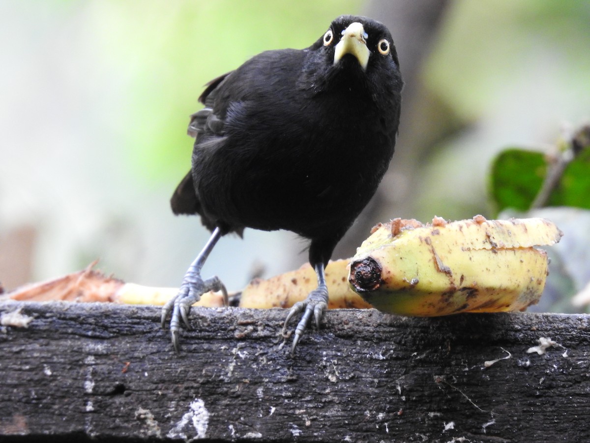 Yellow-billed Cacique - ML622626952