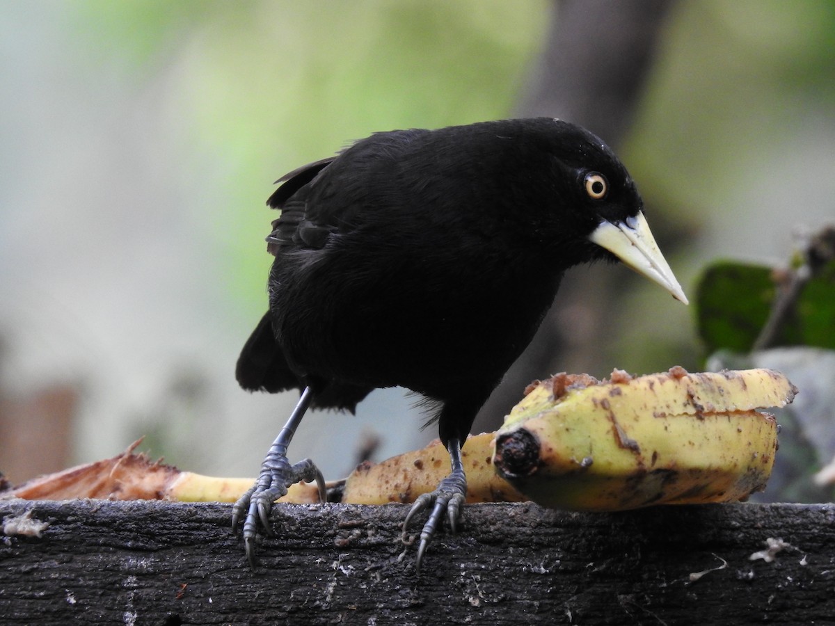 Yellow-billed Cacique - ML622626953