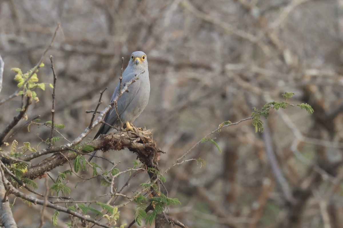 Gray Kestrel - ML622626977